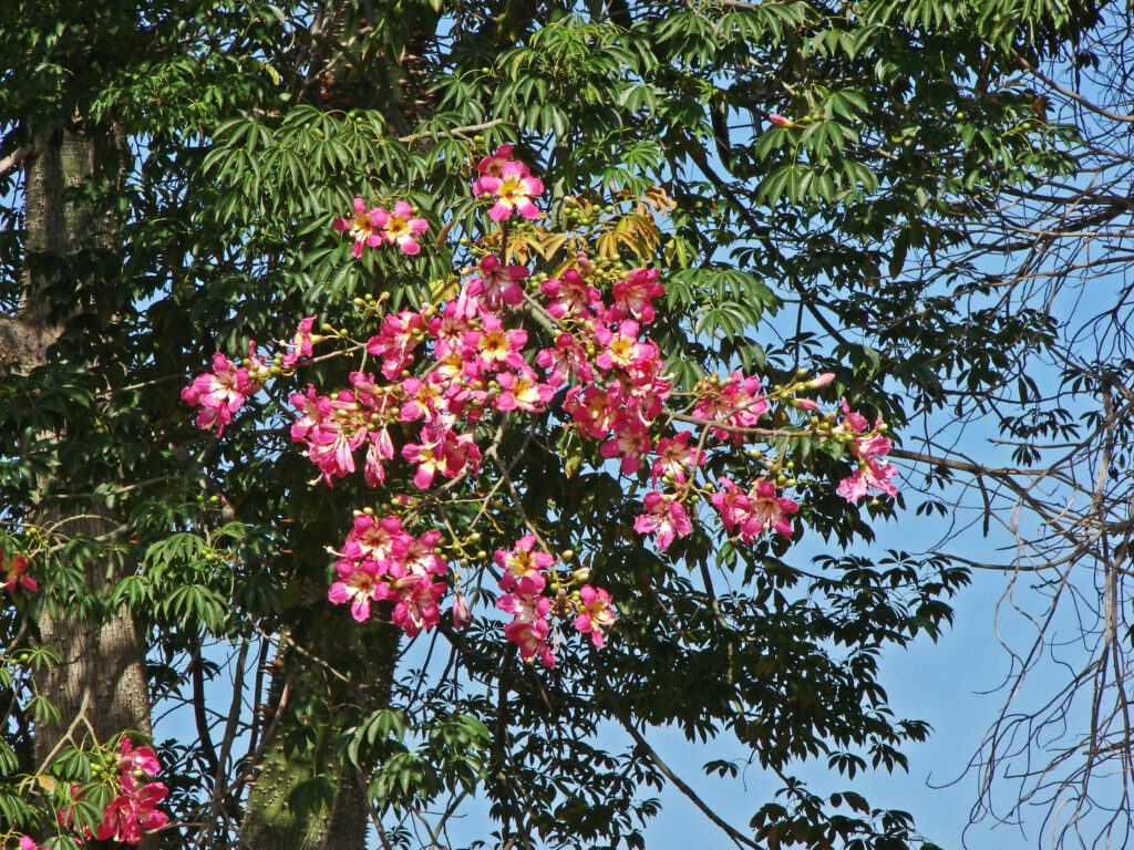 Palo borracho