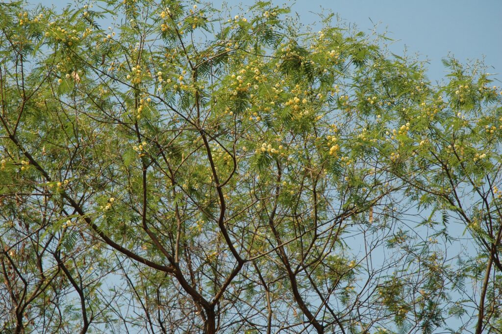 Acacia visco
