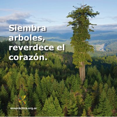 Reverdece
